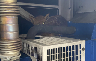 A fox inside the generator trying to keep dry and warm!