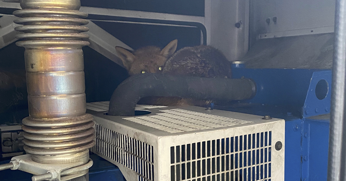 Fox inside generator canopy