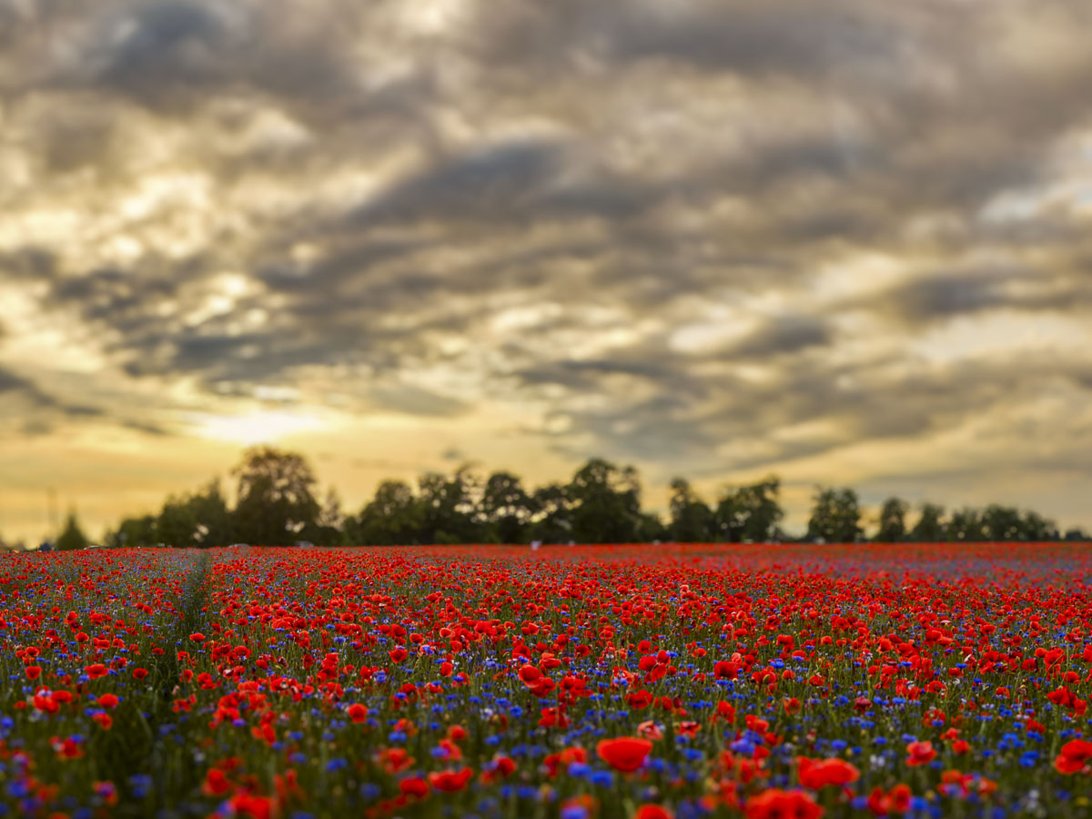 A field of poppies in front of a tree line backlit by the sun.